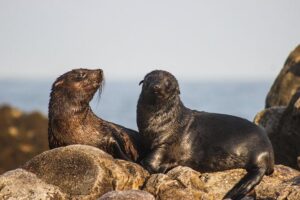 Marine Big 5 Safari with transport from Cape Town - Dyer Island and Shark Alley: your best shot at the Marine Big 5