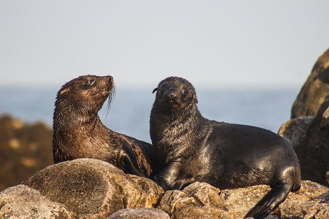 Marine Big 5 Safari with transport from Cape Town - Dyer Island and Shark Alley: your best shot at the Marine Big 5