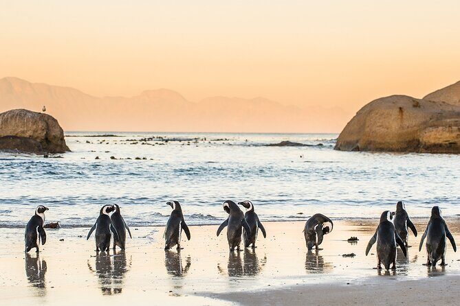 MUST DO: Boulders Beach & Cape Point Full Day Tour #1 Rated - Hout Bay Stop: Easy Harbor Time Plus an Optional Seal Cruise