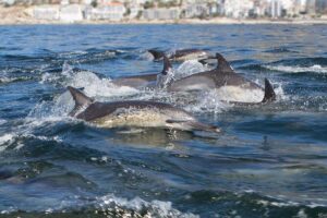 Ocean Wildlife Encounter in Cape Town - What you might see: dolphins, seals, penguins, whales, and surprise life
