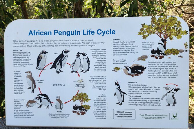 Penguin Encounter Boulders Beach Half Tour Day from Cape Town - Boulders Beach penguin colony: viewing points, boardwalks, and real up-close charm