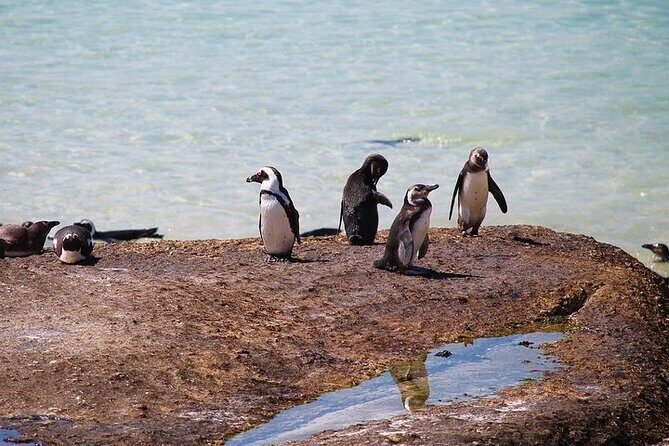 Penguin Encounter Boulders Beach Half Tour Day from Cape Town - Boyes Drive in Muizenberg: False Bay views and a surfers’ intermission