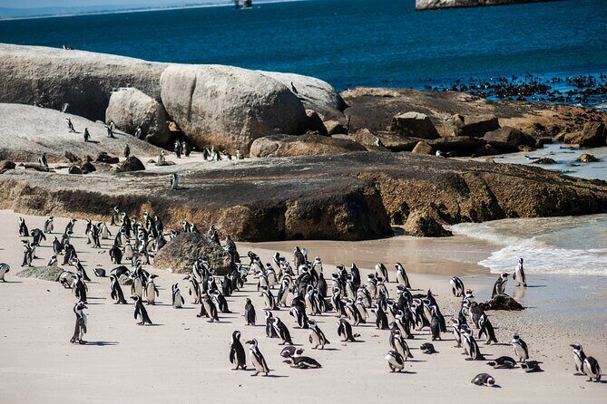 Penguin Encounter Boulders Beach Half Tour Day from Cape Town - Price and value: what $36.81 buys you (and what it doesn’t)