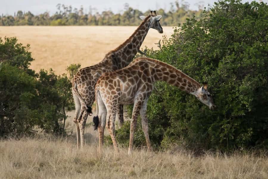 Plettenberg Bay Game Reserve: 2-Hour Game Drive - Arriving at the Safari Center in Wittedrift (and why early matters)