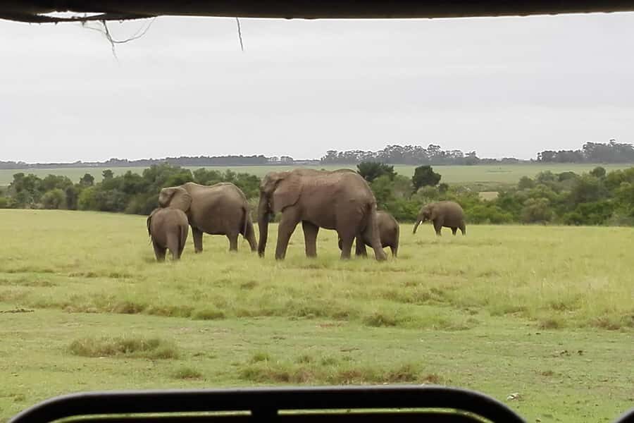 Plettenberg Bay Game Reserve: 2-Hour Game Drive - Chasing rhinos and leopards: how the Big Five goal works here