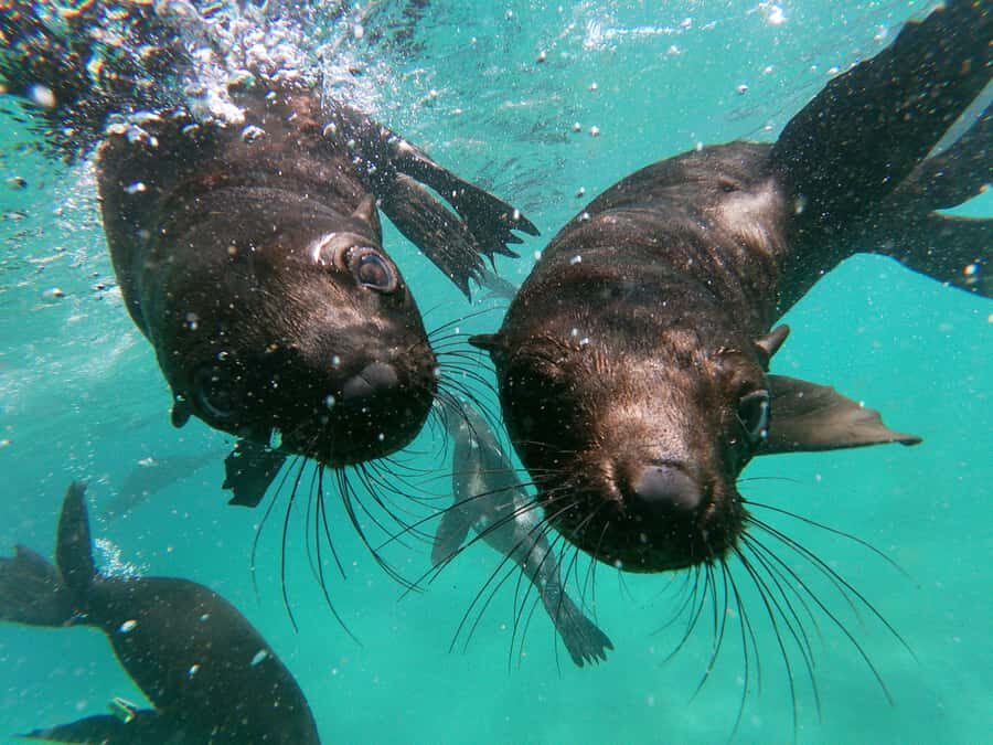 Plettenberg Bay: Swim with Seals - Practical Tips So You Get the Most from Your Swim