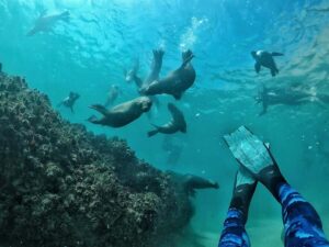 Plettenberg Bay: Swim with Seals - The Boat Ride to Robberg: Part Excitement, Part Practical Setup
