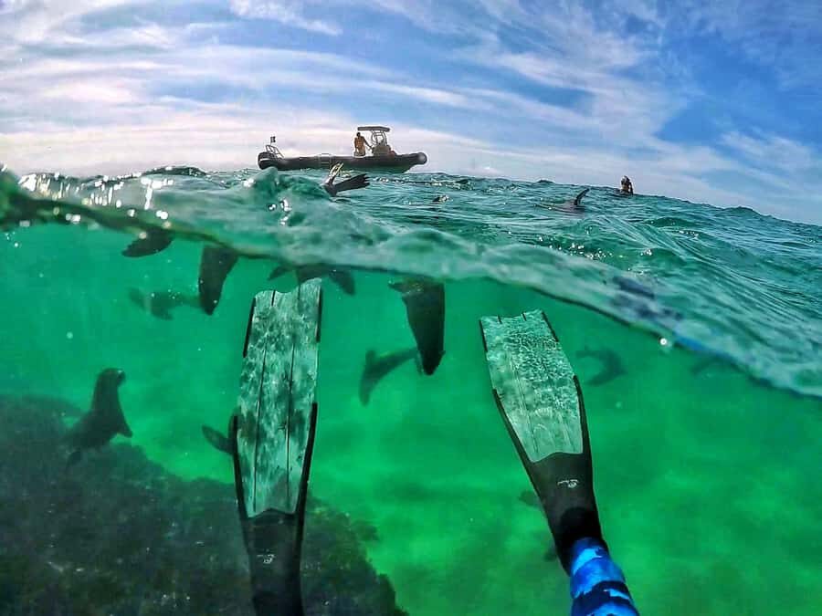 Plettenberg Bay: Swim with Seals - Gear and Fitting: What’s Included and Why It Matters
