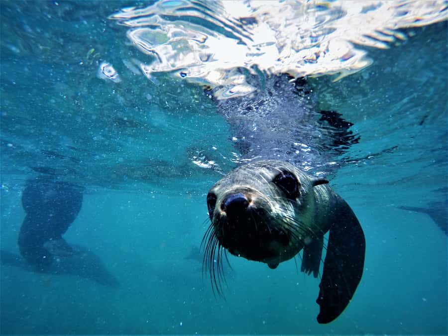 Plettenberg Bay: Swim with Seals - Robberg’s Seal Zone: What the Water-Time Feels Like