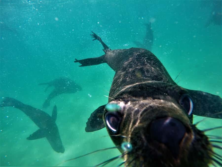 Plettenberg Bay: Swim with Seals - Photos Included: Turn the Moment Into Something You Can Keep