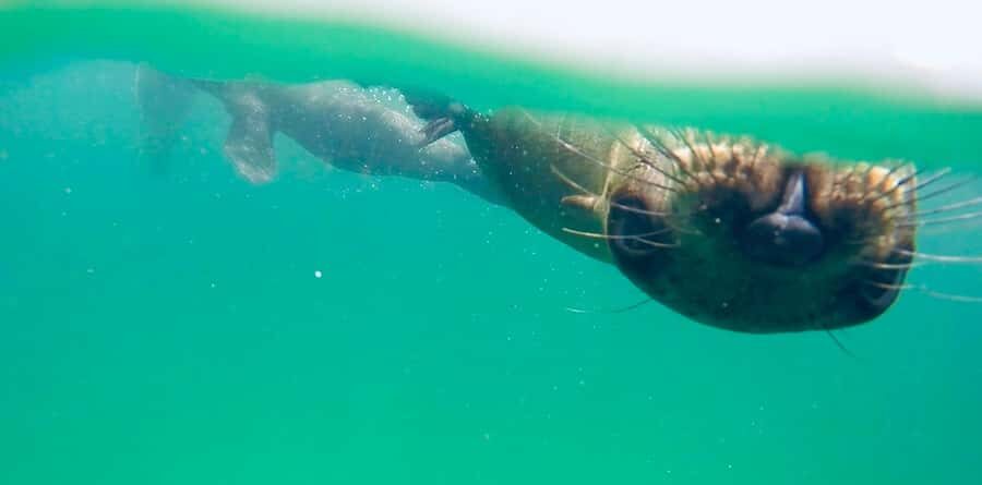 Plettenberg Bay: Swim with Seals - Who This Experience Fits Best (and Who Might Want Another Option)