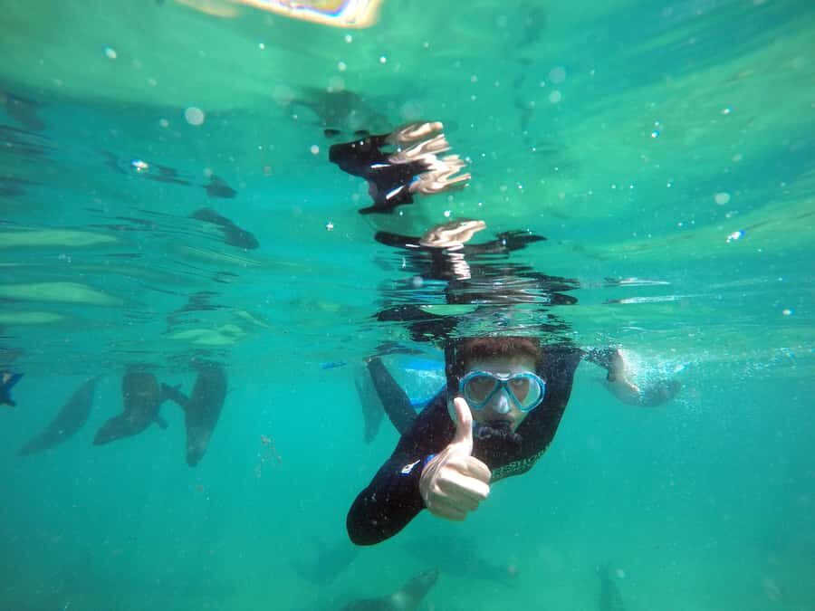 Plettenberg Bay: Swim with Seals - Value for Money: Why $61 Can Make Sense Here
