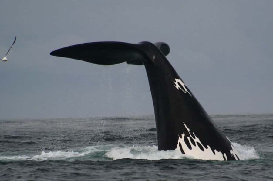 Plettenberg Bay: Whale Watching Boat Cruise - Key highlights worth knowing