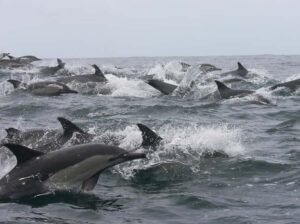 Plettenberg Bay: Whale Watching Boat Cruise - The 400-horsepower speedboat ride: what the beach launch feels like