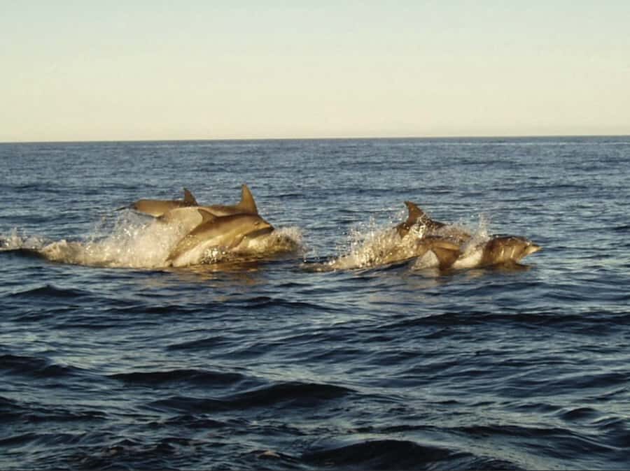 Plettenberg Bay: Whale Watching Boat Cruise - Whale spotting along Plettenberg Bay’s coastline (June–November)