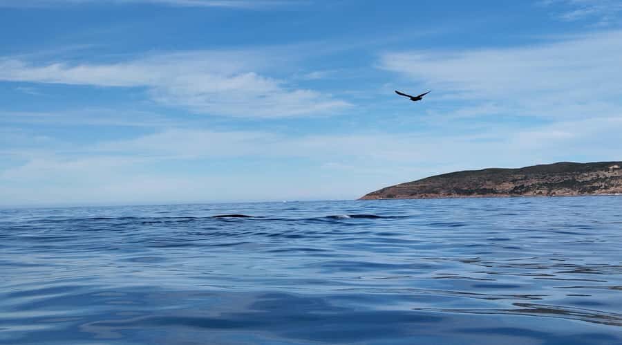 Plettenberg Bay: Whale Watching Boat Cruise - Seals, dolphins, seabirds, and the other wildlife you can actually see