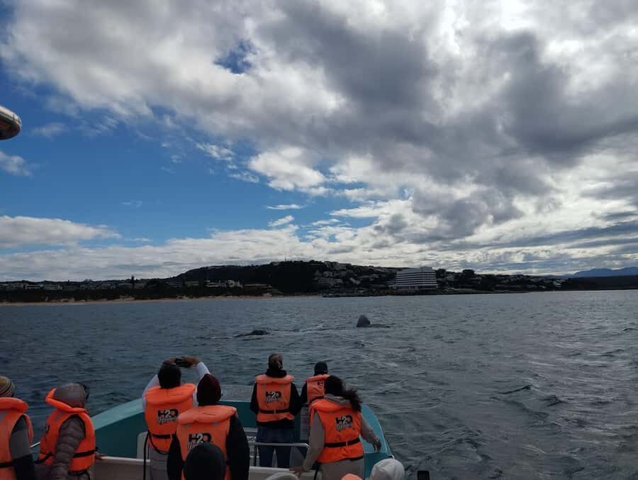 Plettenberg Bay: Whale Watching Boat Cruise - Who this cruise is best for (and who might hesitate)