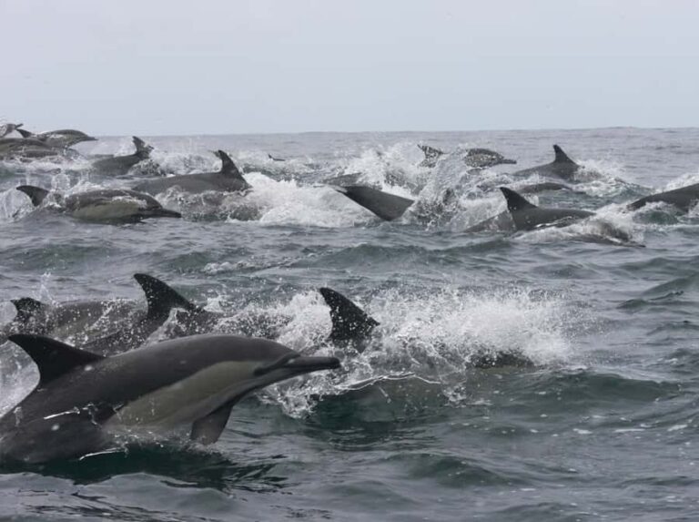 Plettenberg Bay: Whale Watching Boat Cruise - The 400-horsepower speedboat ride: what the beach launch feels like
