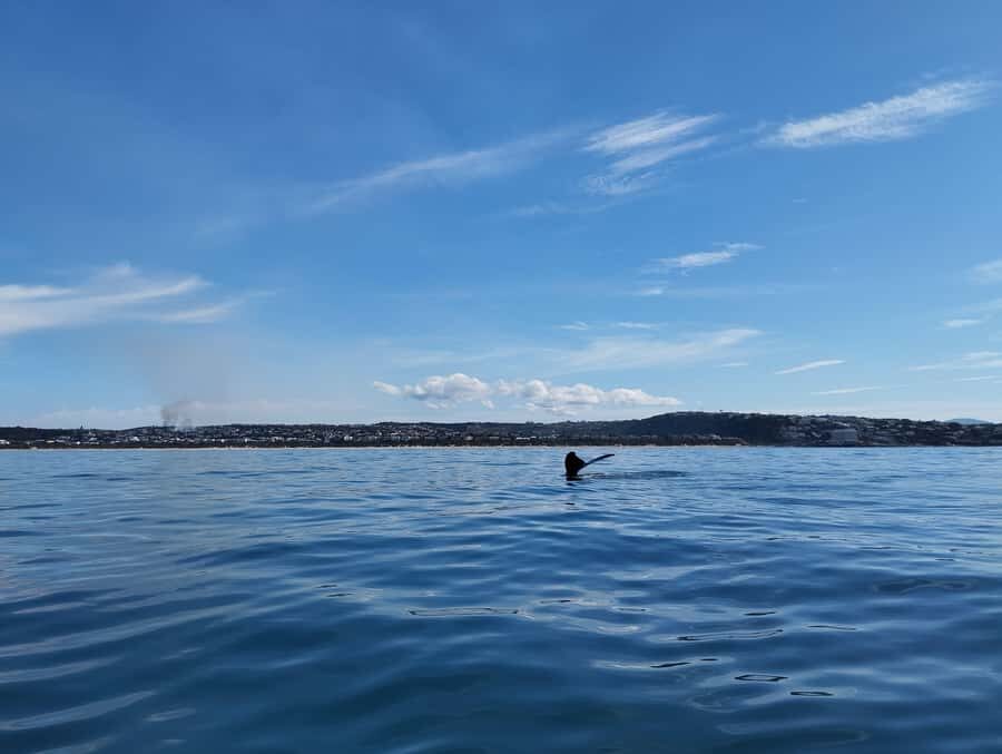 Plettenberg Bay: Whale Watching Boat Cruise - Should you book the Plettenberg Bay whale watching speedboat cruise?