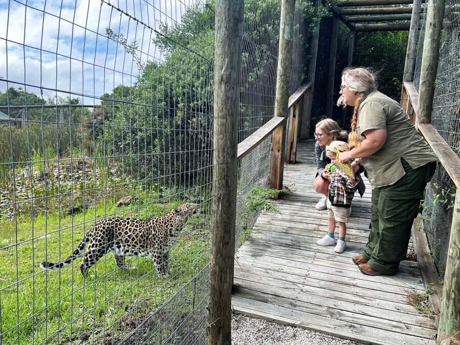 Plettenberg Bay: Wild Cat and Wildlife Guided Tour - Key Highlights You’ll Notice Fast