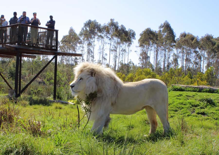 Plettenberg Bay: Wild Cat and Wildlife Guided Tour - Tenikwa Wildlife Rehabilitation Centre: What You’re Really Paying For