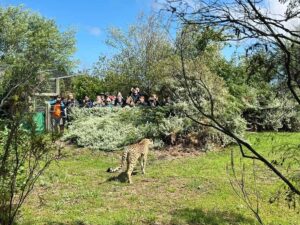 Plettenberg Bay: Wild Cat and Wildlife Guided Tour - Getting There and Meeting at Tenikwa (Simple, But Don’t Ignore Signs)