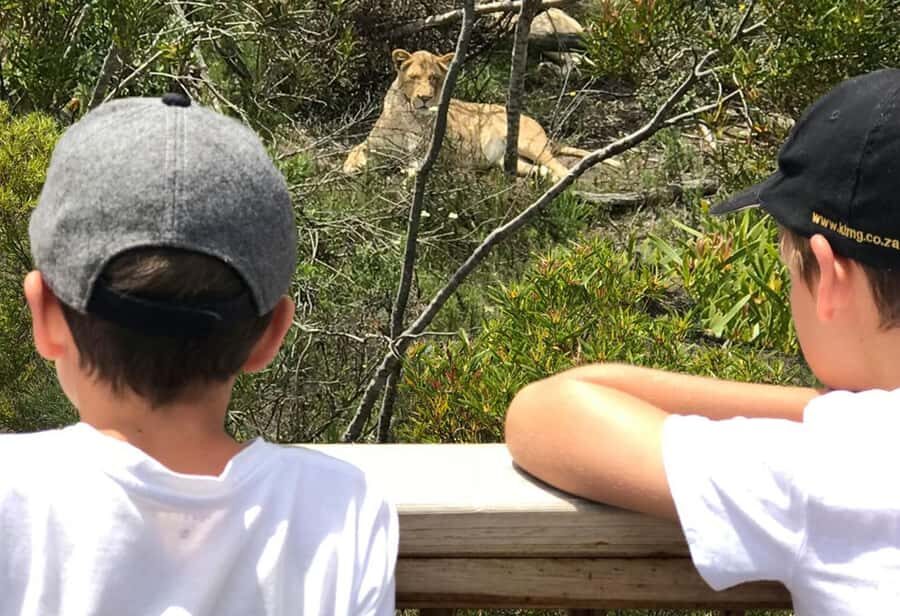 Plettenberg Bay: Wild Cat and Wildlife Guided Tour - Which Cats You’ll Likely See (And What to Notice)