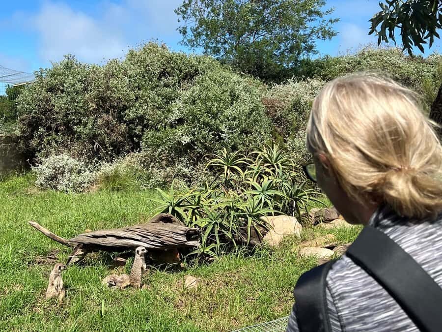 Plettenberg Bay: Wild Cat and Wildlife Guided Tour - Not Just Cats: Blue Crane and Other Wildlife Stops