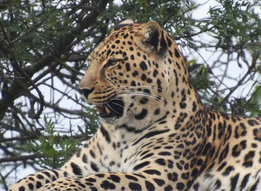 Plettenberg Bay: Wild Cat and Wildlife Guided Tour - Guides Who Actually Teach: What Past Tours Suggest About the Experience