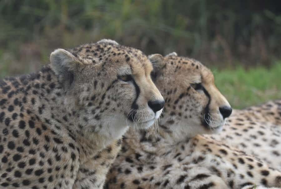 Plettenberg Bay: Wild Cat and Wildlife Guided Tour - Timing and the On-Site Shop and Food Break