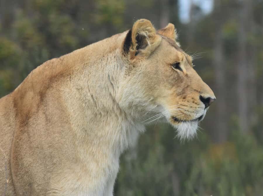 Plettenberg Bay: Wild Cat and Wildlife Guided Tour - What to Bring (So You Don’t Get Frustrated Mid-Tour)