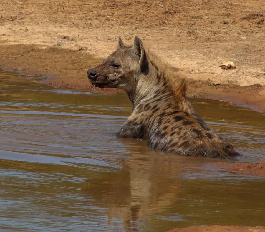 Port Elizabeth: Addo Elephant Park All-Inclusive Day Safari - Addo Elephant National Park: The Big Five Safari That Fits a One-Day Plan