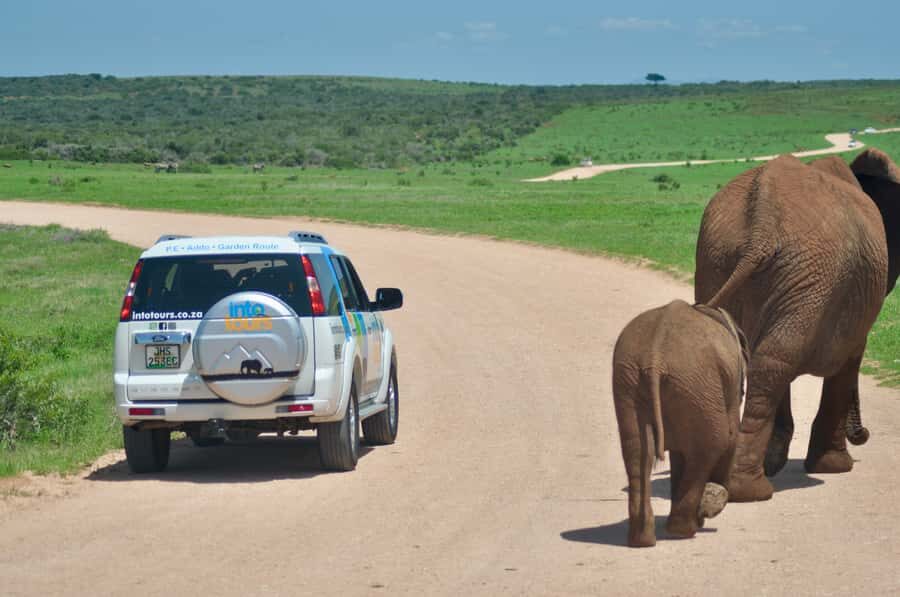 Port Elizabeth: Addo Elephant Park All-Inclusive Day Safari - Should You Book This All-Inclusive Addo Day Safari?
