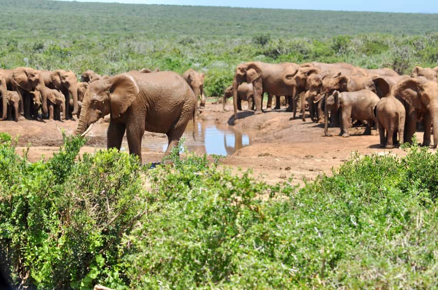 Port Elizabeth: Addo Elephant Park All-Inclusive Day Safari - Pickup From Port Elizabeth: Why the Air-Conditioned Van Matters