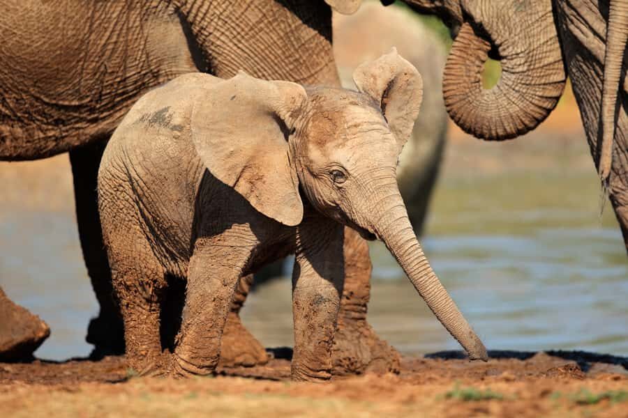 Port Elizabeth: Addo Elephant Park All-Inclusive Day Safari - Lunch and Curio Time Inside the Park: A Real Break From the Road