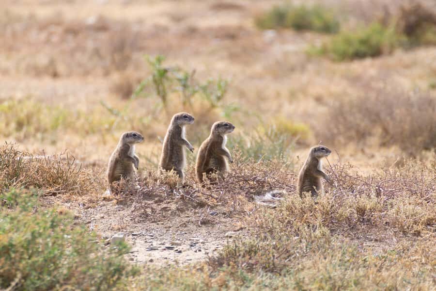 Port Elizabeth: Addo Elephant Park All-Inclusive Day Safari - Afternoon Game Drive and Photo Stops: Your Second Shot at the Big Five