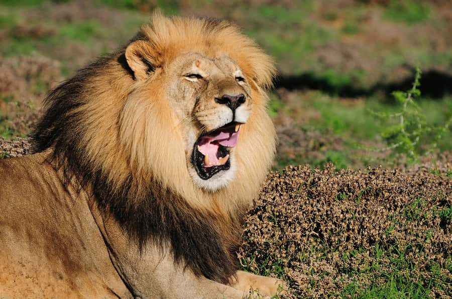 Port Elizabeth: Addo Elephant Park All-Inclusive Day Safari - The Human Factor: Guides Who Turn Spotting Into Story