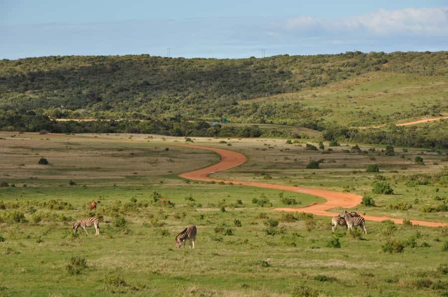 Port Elizabeth: Addo Elephant Park All-Inclusive Day Safari - Comfort vs. Classic Safari Vibes: The Enclosed-Van Tradeoff