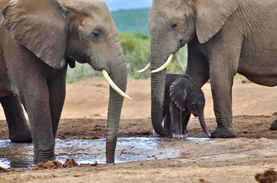 Port Elizabeth: Addo Elephant Park All-Inclusive Day Safari - Value for $176: What’s Included and Why It Adds Up