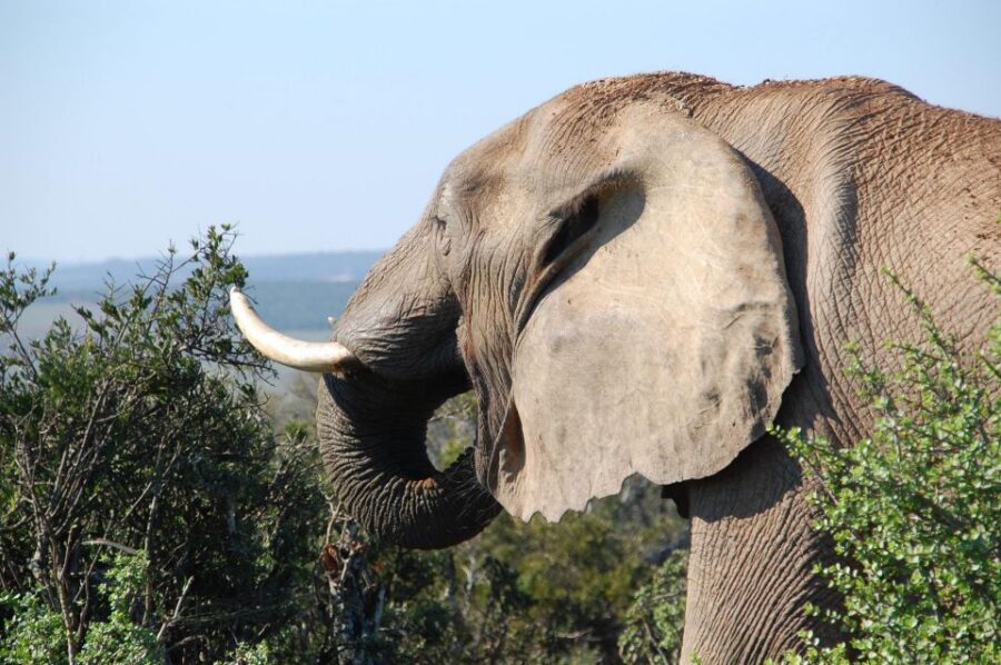 Port Elizabeth: Addo Elephant Park All-Inclusive Day Safari - Who This Tour Suits Best (And Who Might Reconsider)