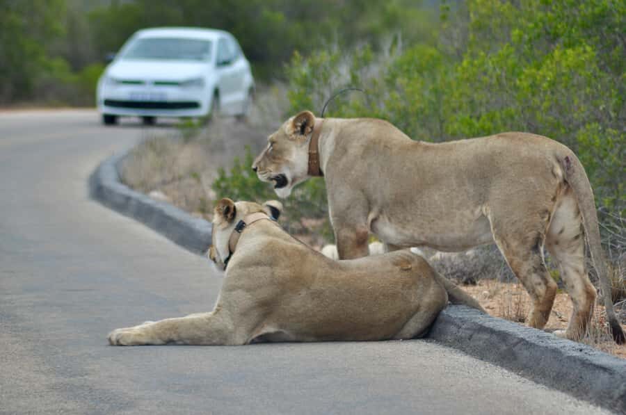 Port Elizabeth: Addo Elephant Park All-Inclusive Day Safari - Morning Game Drive: Elephants, Birds, and the Park’s Best Search Window