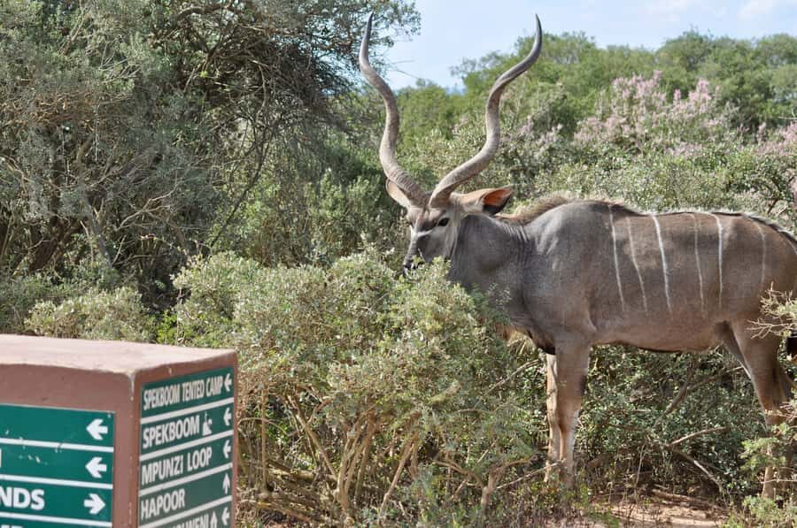 Port Elizabeth: Addo Elephant Park Shore Excursion with BBQ - Practical tips so your day runs smoothly