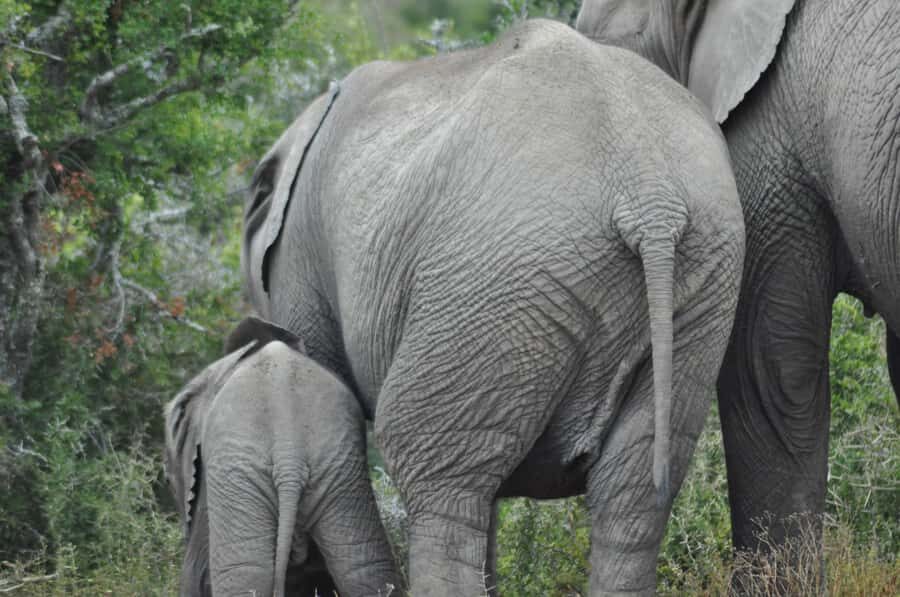 Port Elizabeth: Addo Elephant Park Shore Excursion with BBQ - Air-conditioned safari comfort (and why it matters on a shore day)