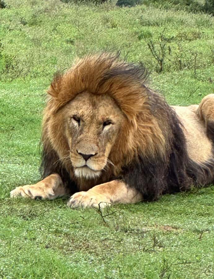 Port Elizabeth: Schotia Game Reserve Safari with Port Pickup - Key Things I’d Bet On