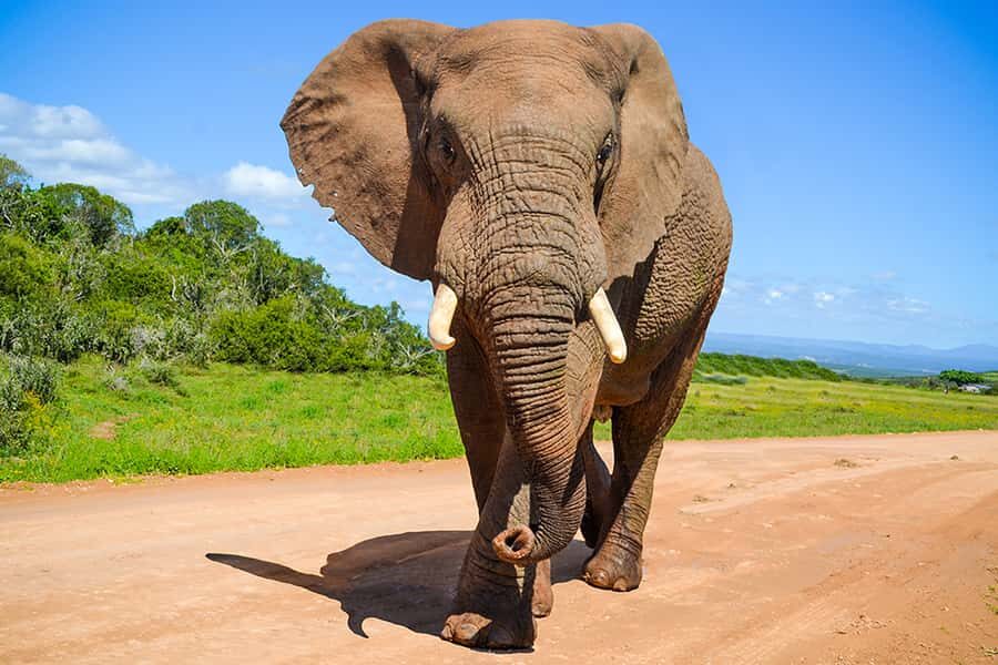 Port Elizabeth: Schotia Game Reserve Safari with Port Pickup - Schotia Private Game Reserve Near Addo: Why This Safari Feels More Wild