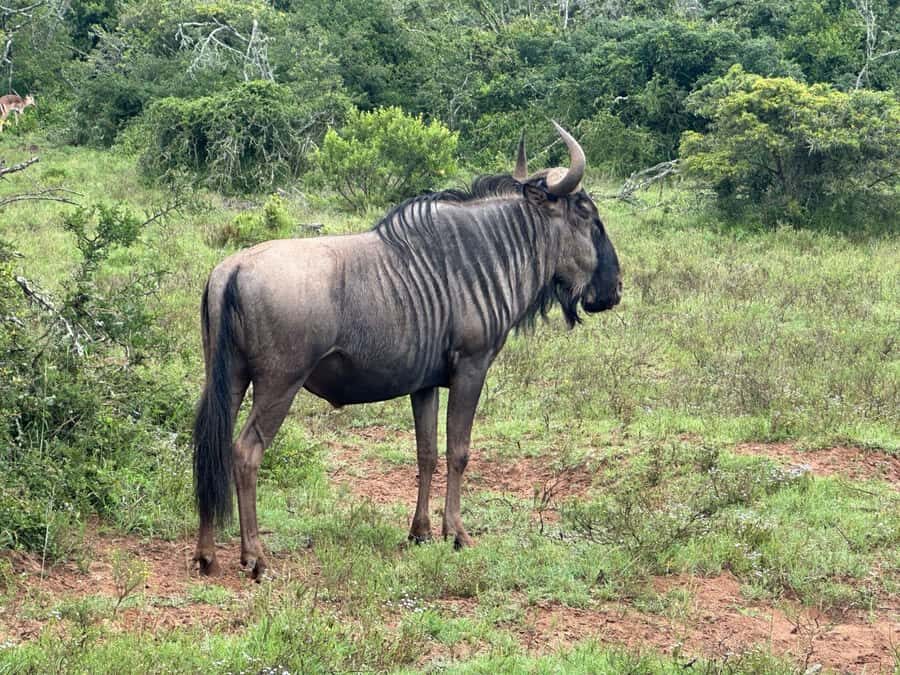 Port Elizabeth: Schotia Game Reserve Safari with Port Pickup - What If You Don’t See All Big Five Animals in One Day?