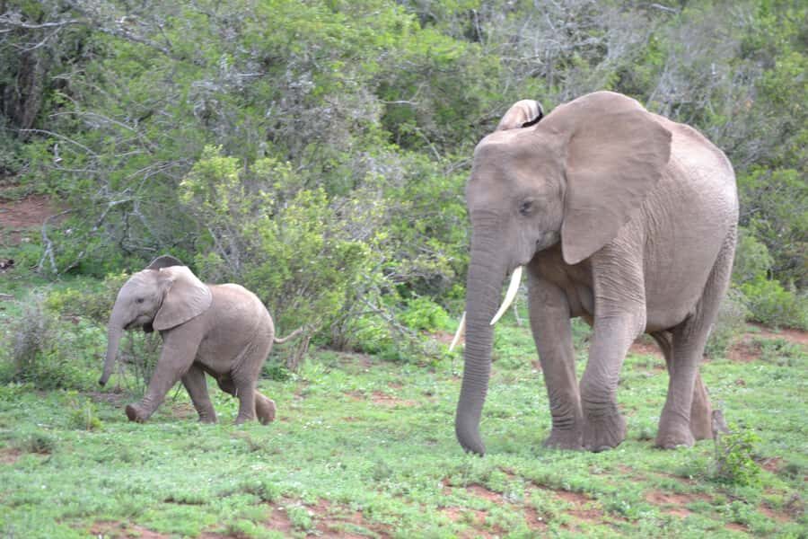 Port Elizabeth: Schotia Game Reserve Safari with Port Pickup - Timing, Comfort, and the Snacks/Drinks Break