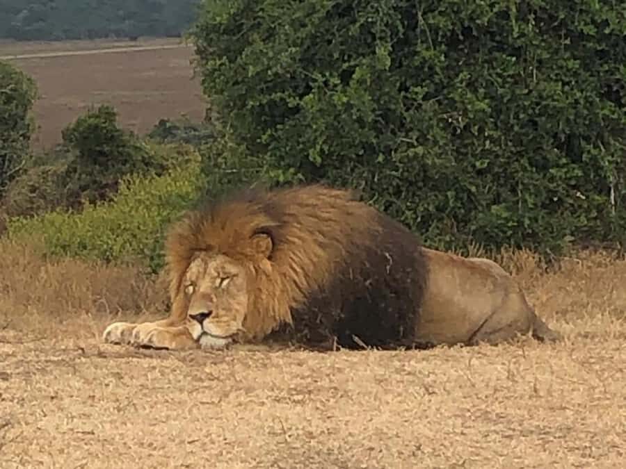 Port Elizabeth: Schotia Game Reserve Safari with Port Pickup - Price and Value: What $233 Buys You (and What It Doesn’t)