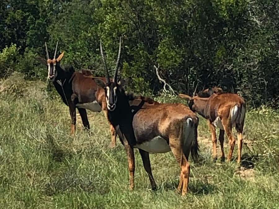 Port Elizabeth: Schotia Game Reserve Safari with Port Pickup - Final Call: Should You Book Schotia from Port Elizabeth?