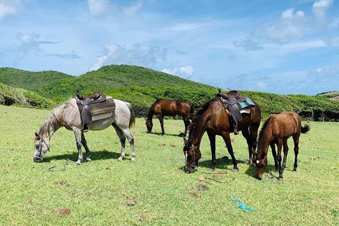 Private Beach Horseback Ride with Sandy Hoofs St. Lucia - Safety and comfort: the 220 lb limit is not negotiable